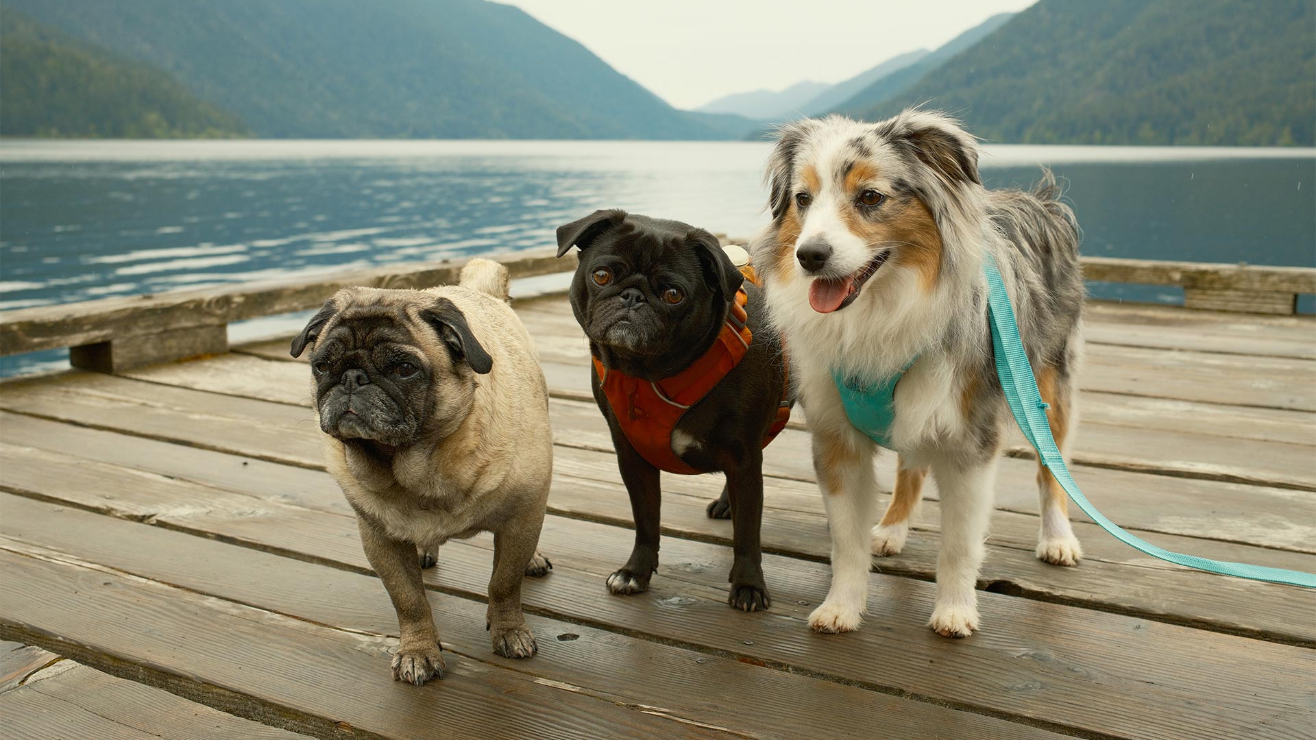 Summit Animal Hospital