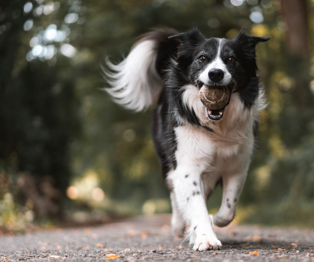 Dog running and playing with the ball