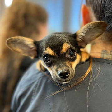 black and brown chihuahua resting his head on a veterinary team member's shoulder