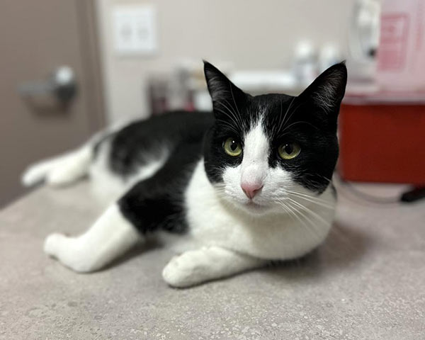 black-and-white-cat-lounging-on-counter-at-the-vet-600×750-1 black and white cat lounging on a counter at the vet hospital