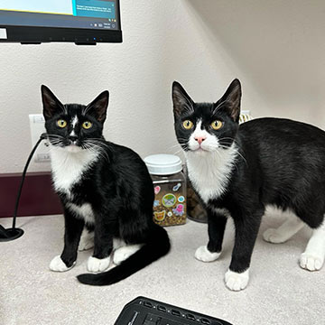 two black and white kittens sitting on a veterinary office countertop