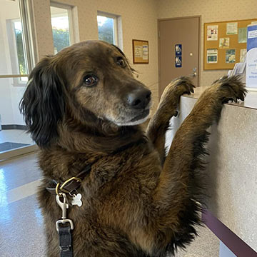 brown dog standing up to lean on the counter at the vet hospital