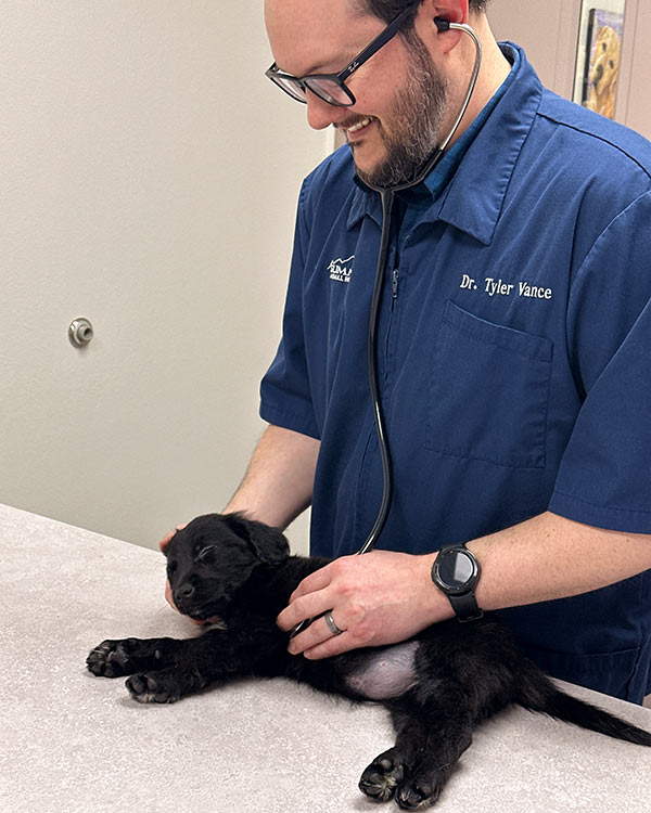 cheerful-vet-examining-a-sleepy-black-puppy-600×750-1 cheerful veterinarian examining a sleepy black puppy