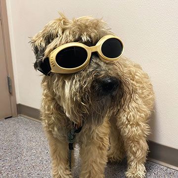 fluffy dog wearing laser therapy goggles at the vet