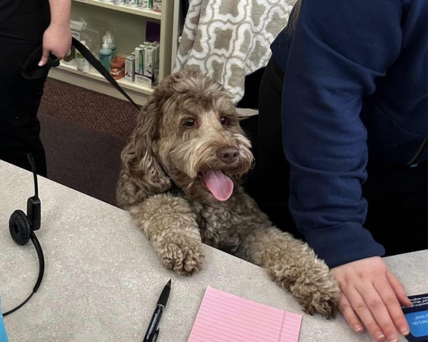 fluffy-brown-labradoodle-dog-jumping-on-counter-at-front-desk-600×480-1 fluffy brown labradoodle dog jumping on a counter at the veterinary front desk