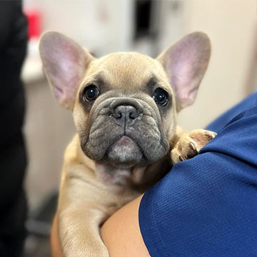 frenchie puppy being carried by a veterinary team member