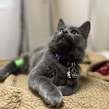 gray cat wearing bandage and lying on blanket