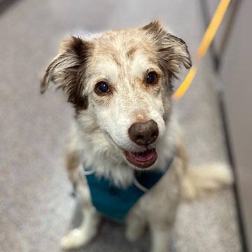 happy dog on a leash at the vet hospital