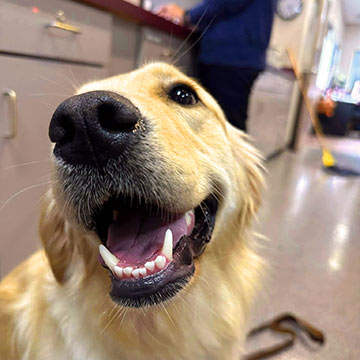 happy golden retriever dog at the vet