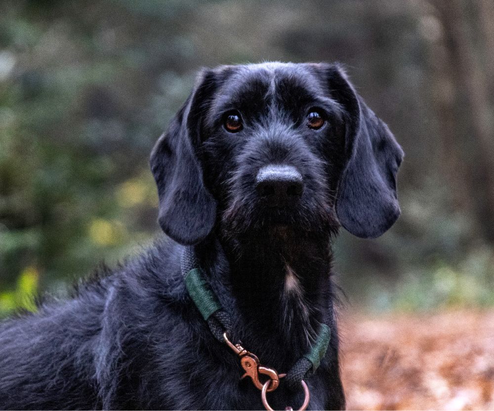portrait of a german wirehaired pointer dog in a forest