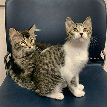 two curious kittens sitting on a chair