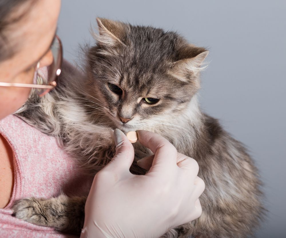 Cat taking medicine from the lady