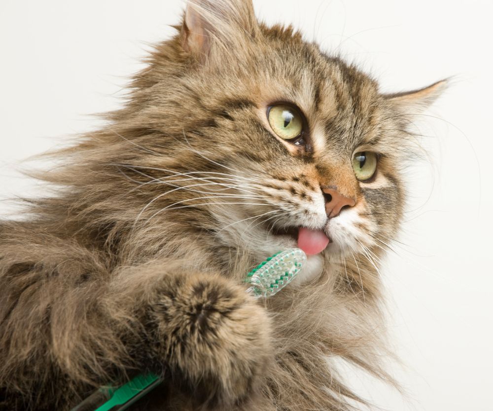 Cat with brush looking in front