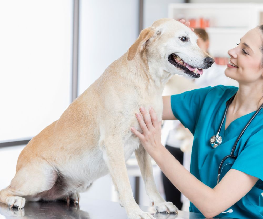 Dog and vet in the clinic for treatment