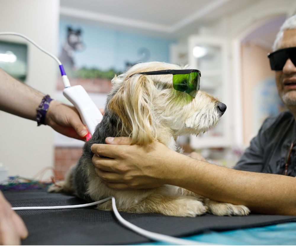 Dog during laser therapy treatment