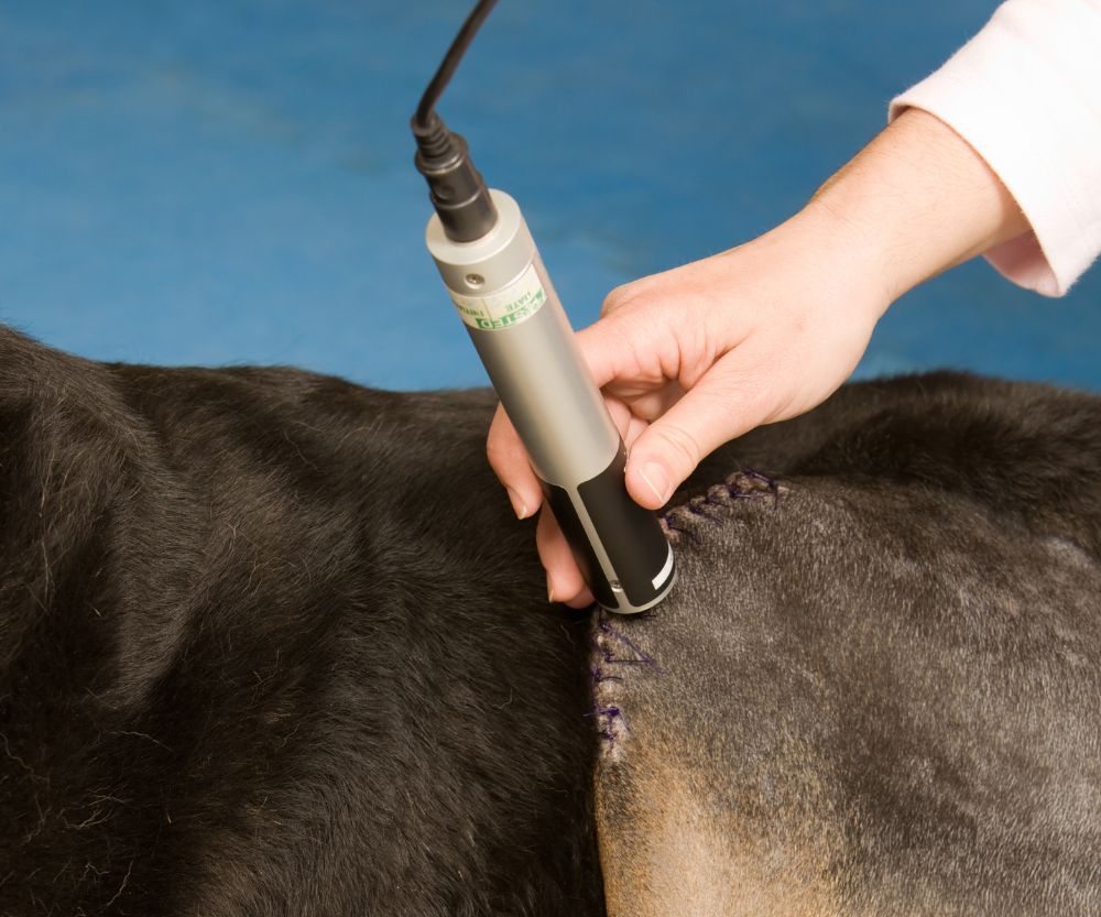 Dog getting laser therapy for pain release
