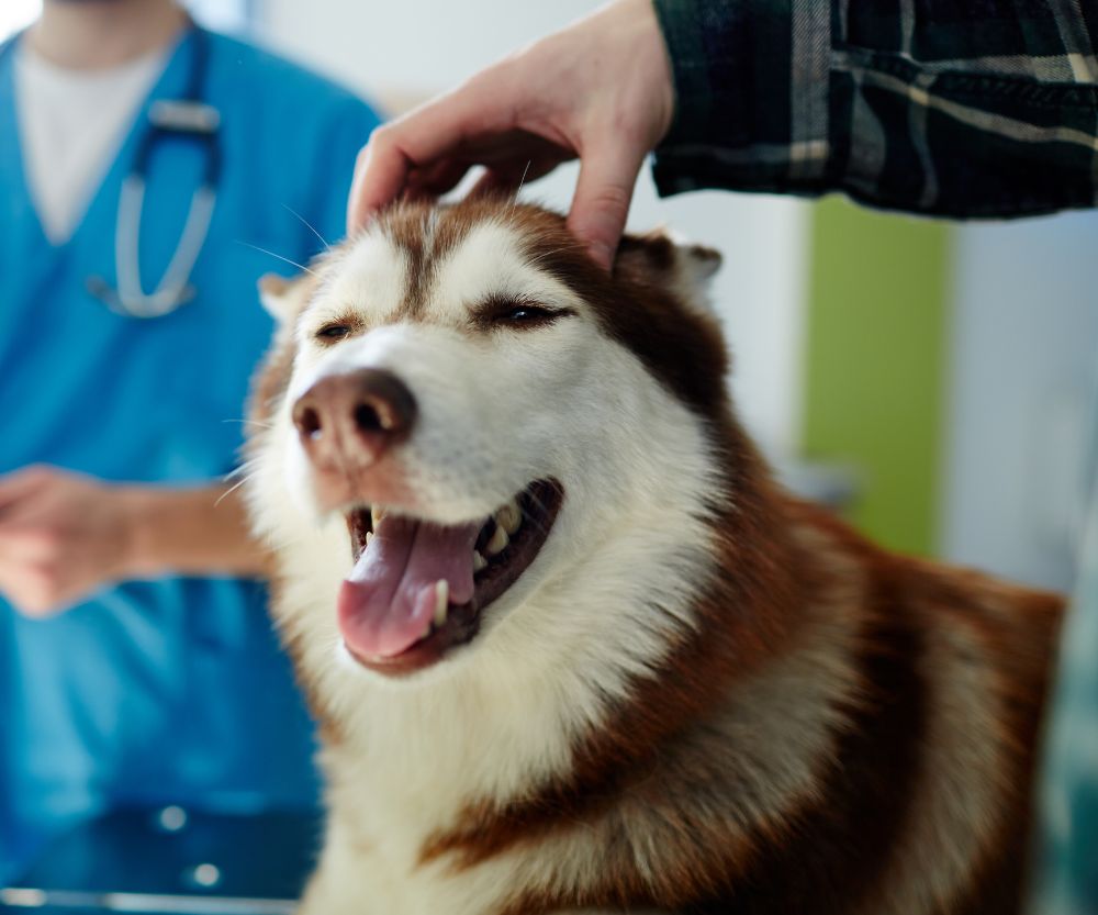 Dog in clinic taking cared and medicine