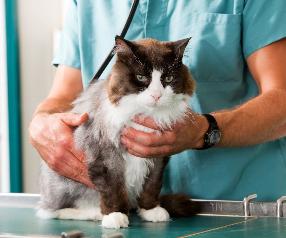 cat caring by the vet