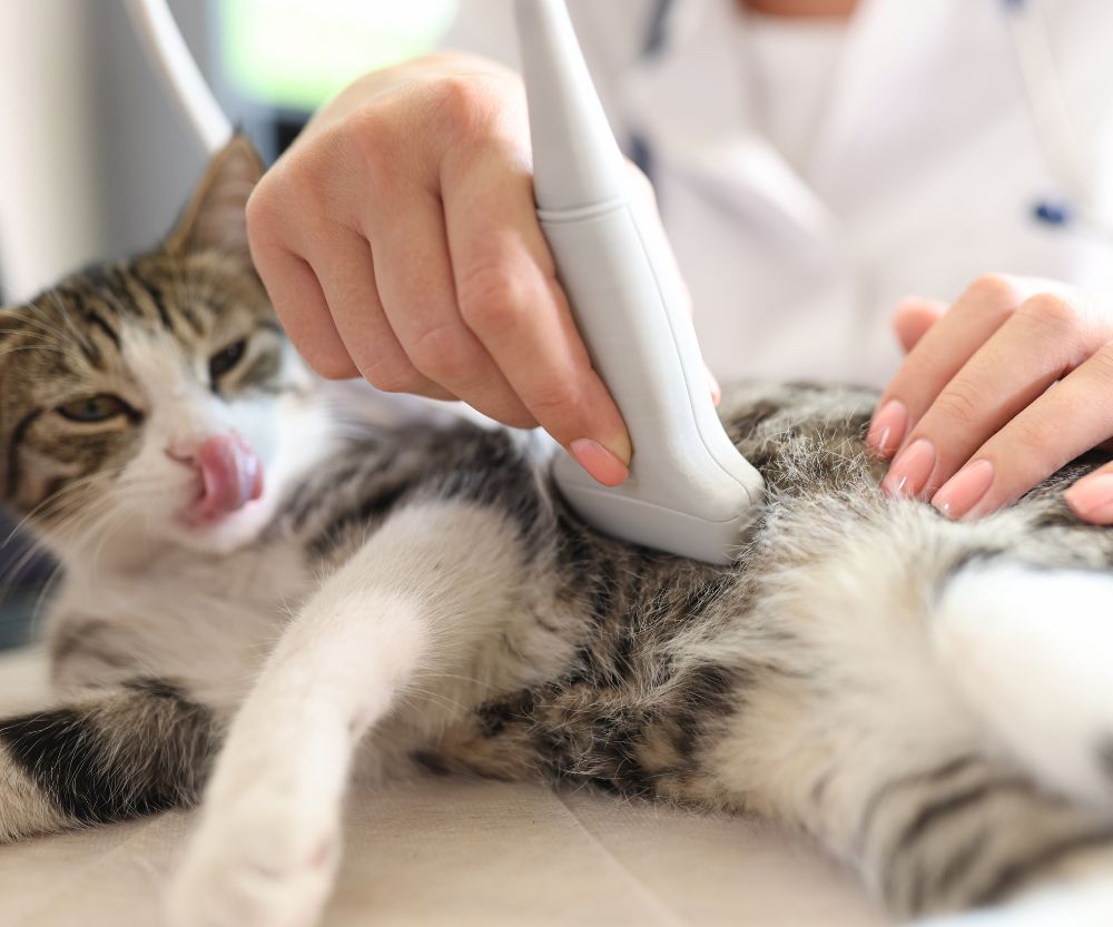 cat getting relaxed ultrasound treatment