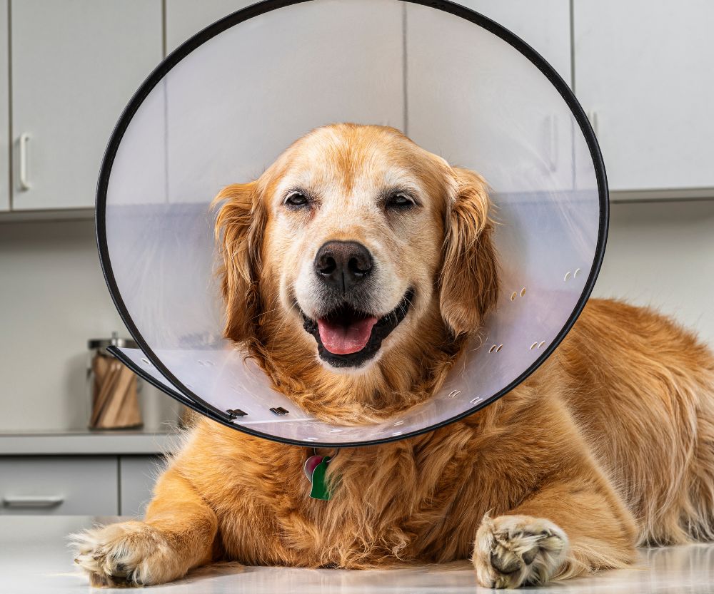 dog wearing cone before surgery in clinic