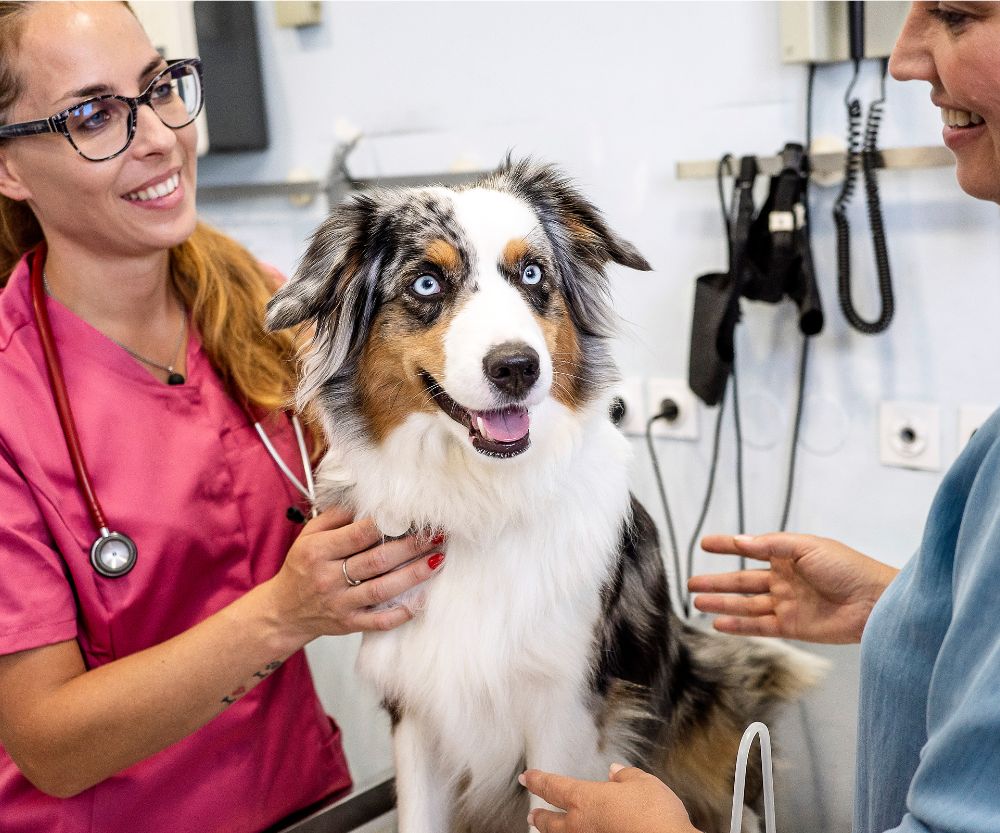 dog in the clinic treated by the vets