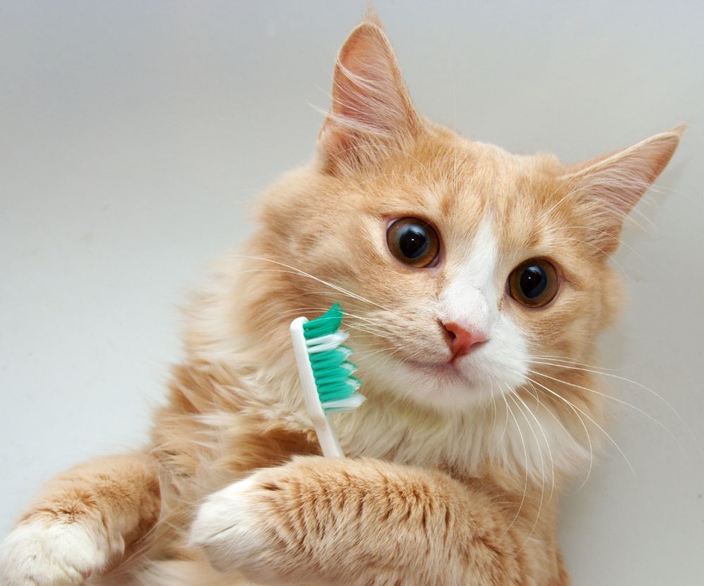 An orange cat is holding a toothbrush