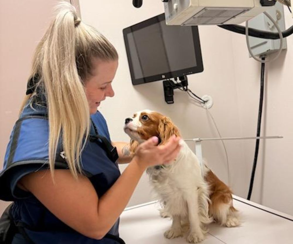 vet petting a dog in an exam room